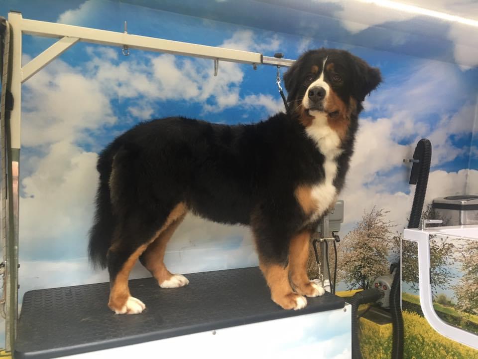 Happy groomed dog